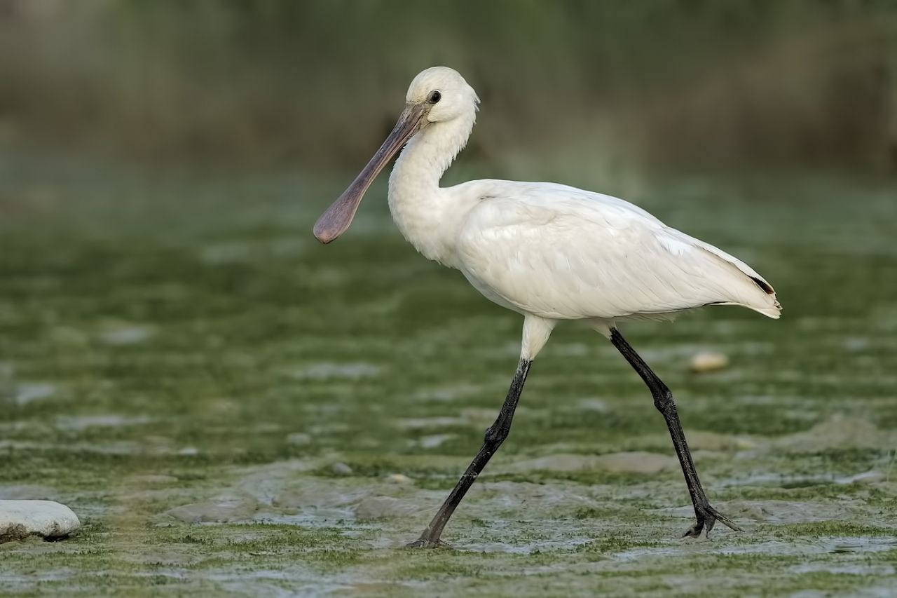 Spatola (Platalea leucorodia)